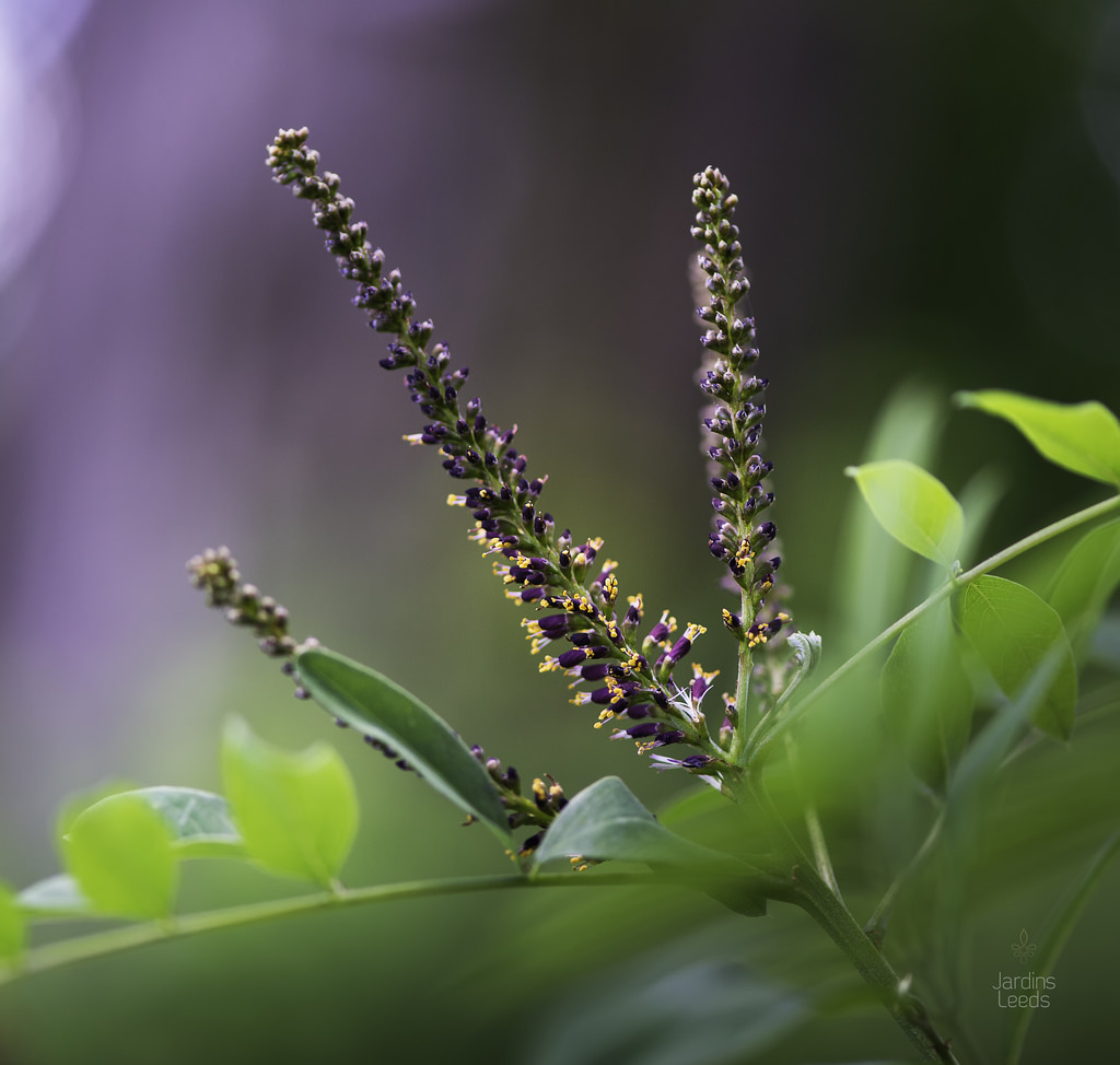 Faux-indigo Amorpha fruticosa 