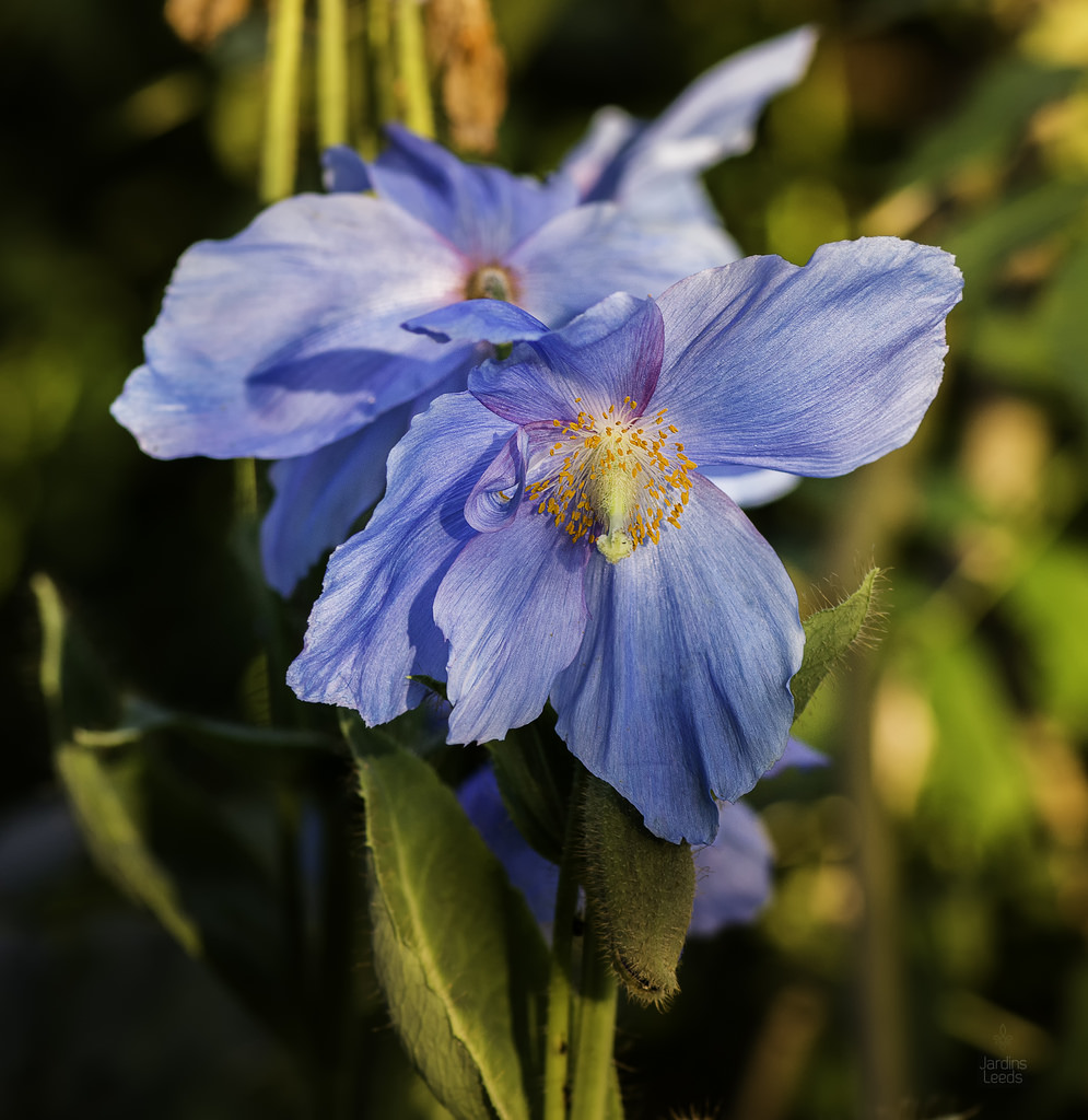 Pavot, Pavot bleu de l&rsquo;Himalaya, pavot bleu du Tibet, coquelicot bleu de l&rsquo;Himalaya, Meconopsis betonicifolia 