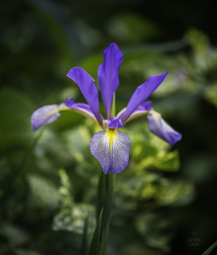 Iris spuria 'Russian Blue'