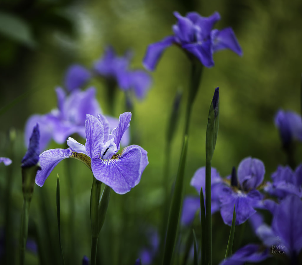 Iris de Sib&eacute;rie, Iris sibirica 'Echo The Wind'