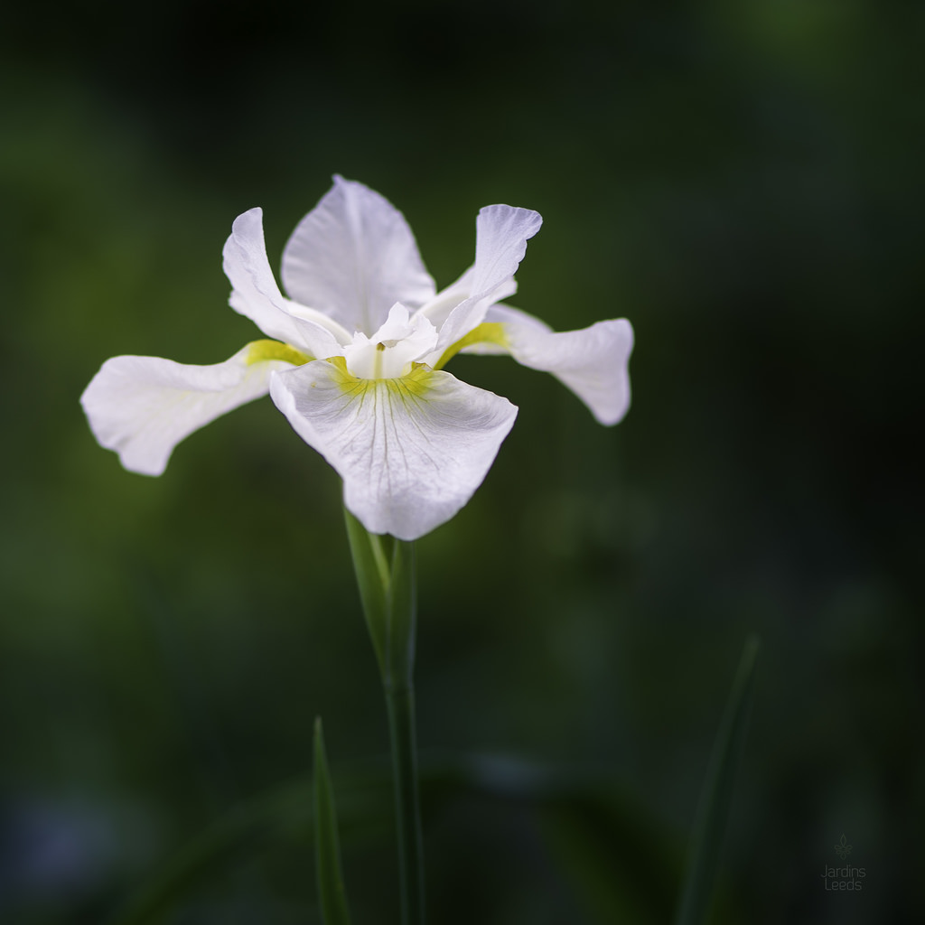 Iris de Sibérie Iris sibirica Esta Com