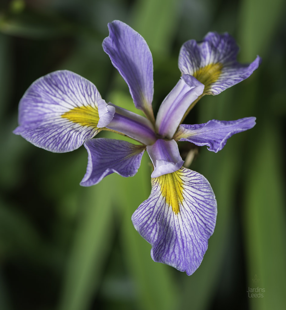 Iris de Sibérie Iris sibirica Cast Ashore