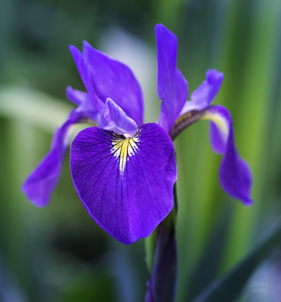 Iris kaempferi, Iris ensata 'Prairie Twilight'