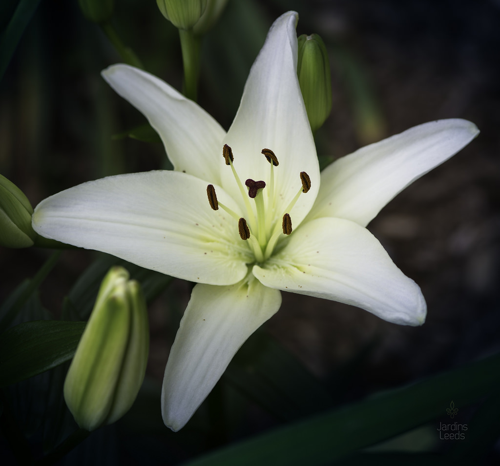 Lys, Asiatique, Lilium ×asiatique 'Nova Joy'