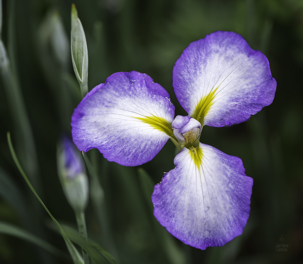 Iris kaempferi, Iris ensata 'Gracieuse'
