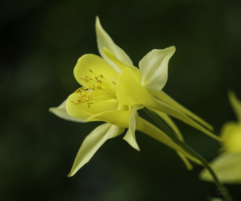 Ancolie Ancolie jaune Aquilegia chrysantha Yellow Queen