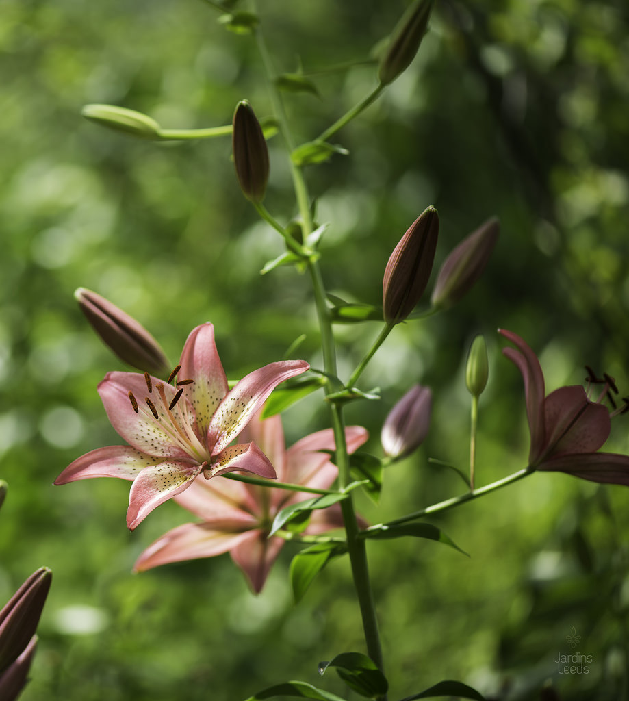 Lys, Asiatique, Lilium ×asiatique 'Trogon'