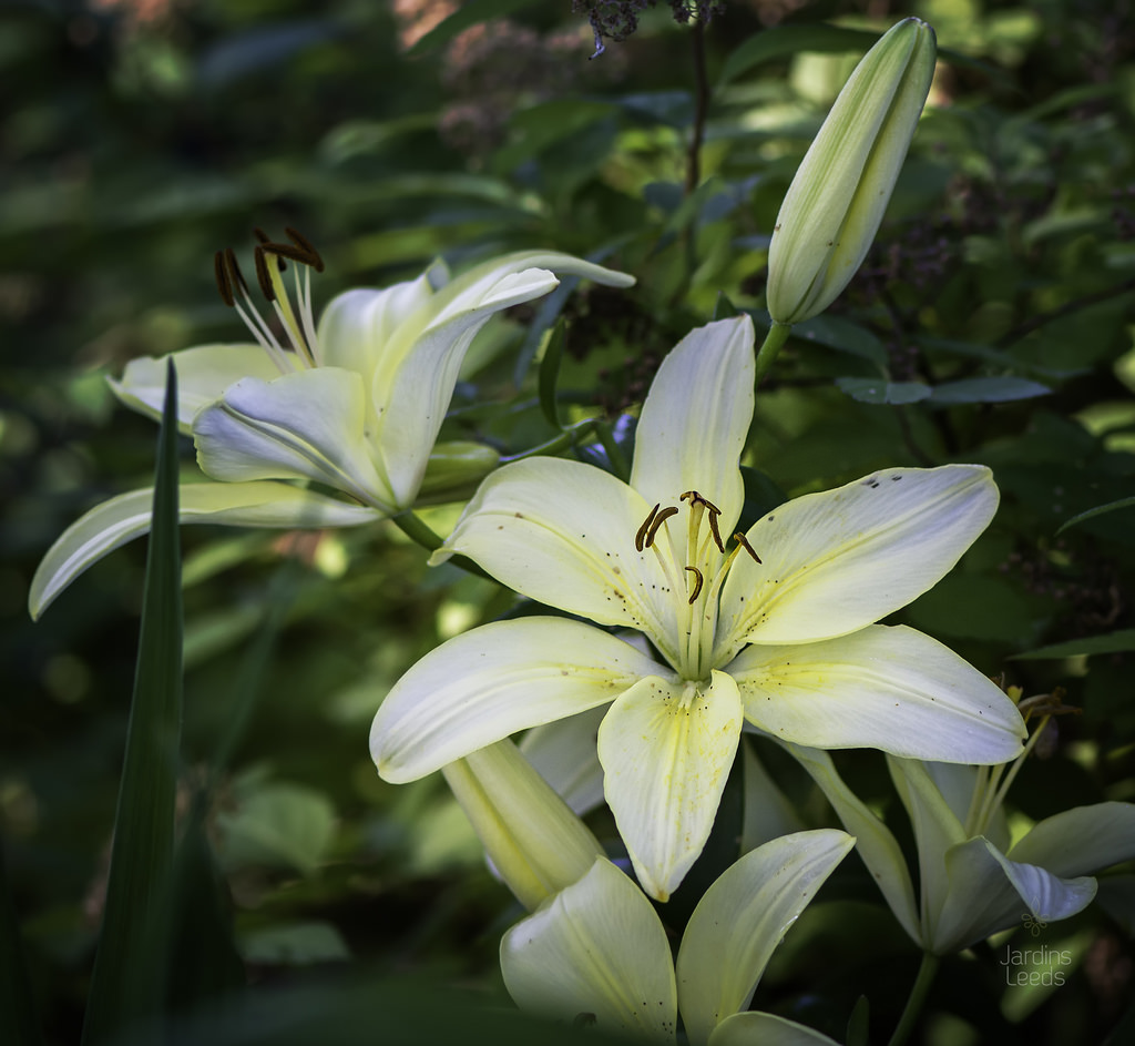Lys, Asiatique, Lilium ×asiatique 'Cream Joy'