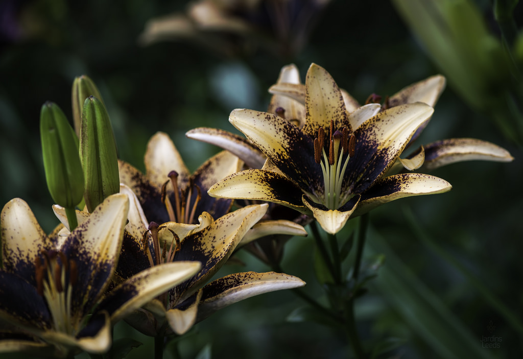Lys, Asiatique, Lilium ×asiatique 'Starbust'