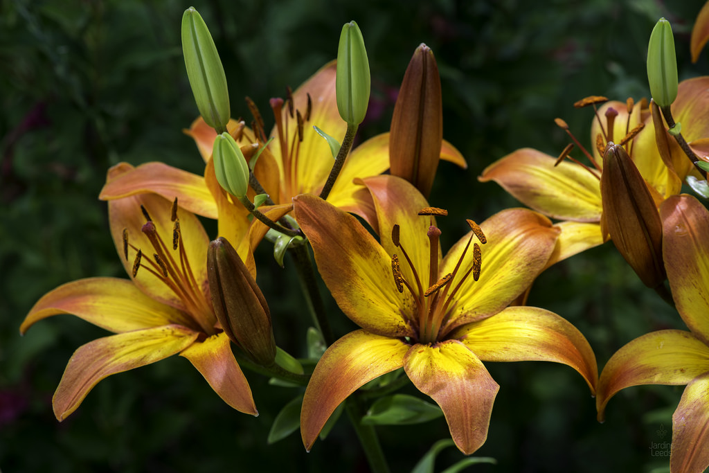 Lys Oriental x Trumpet Lilium ×orienpet Conca D'Or