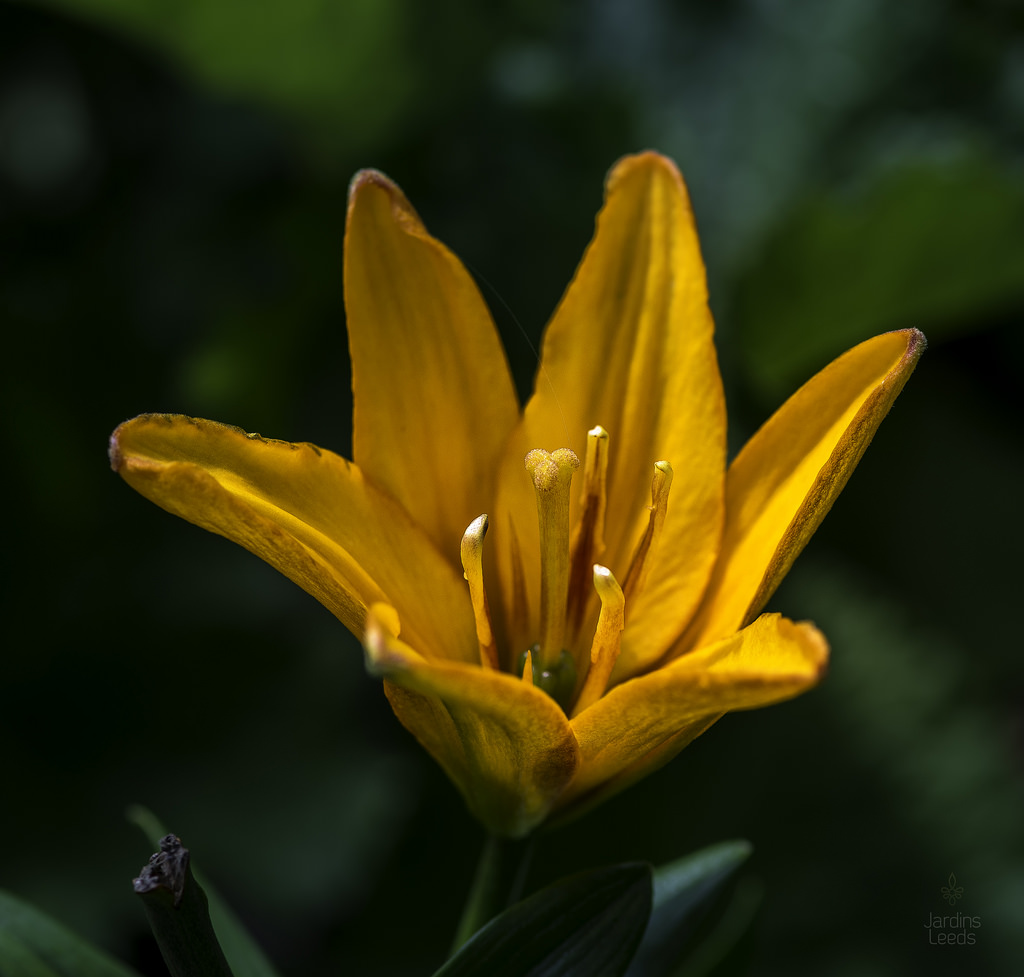 Lys, Asiatique, Lilium ×asiatique 'Gold Twin'