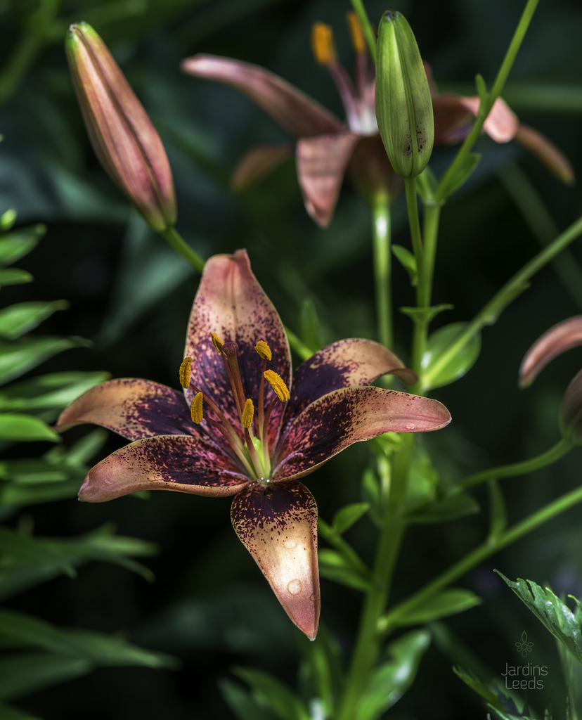 Lys Asiatique Lilium ×asiatique Whistler