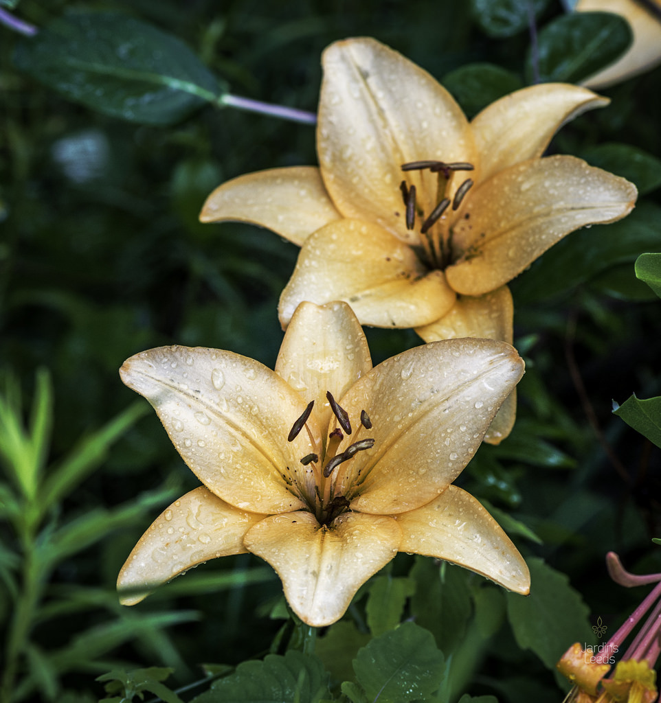 Lys Asiatique Lilium ×asiatique Ginza
