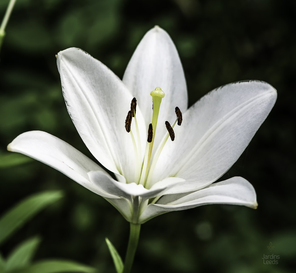Lys Lilium longiflorum x asiatic White Sound