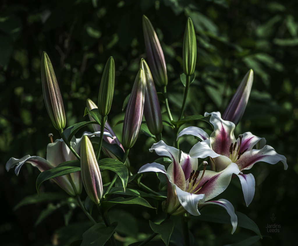 Lys Oriental x Trumpet Lilium ×orienpet Nymph