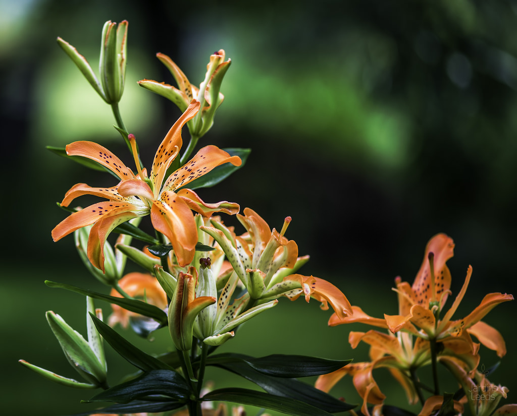 Lys, Asiatique, Lilium ×asiatique 'Must See'