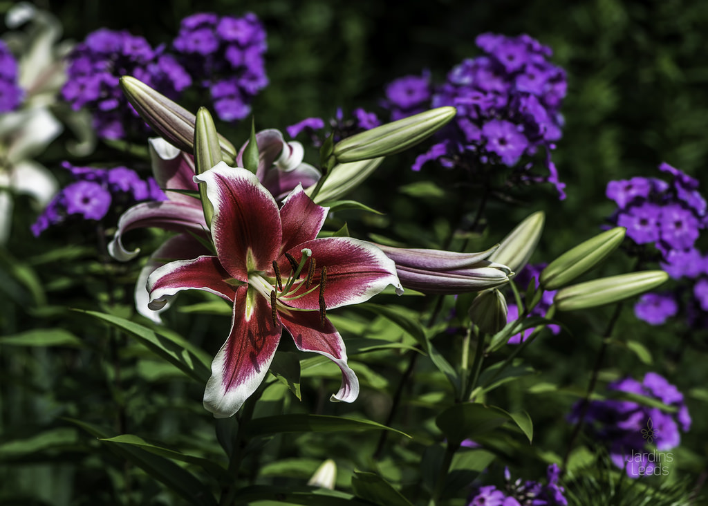 Lys Oriental x Trumpet Lilium ×orienpet Flashpoint