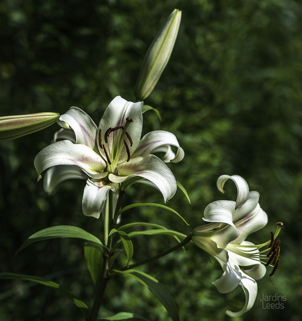 Lys Oriental x Trumpet Lilium ×orienpet Bombini