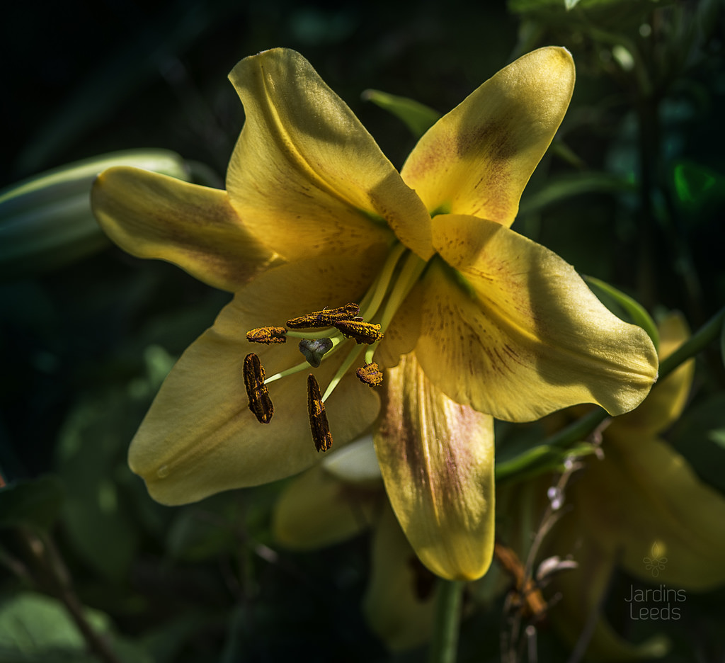 Lys, Oriental x Trumpet, Lilium ×orienpet 'American BandStand'