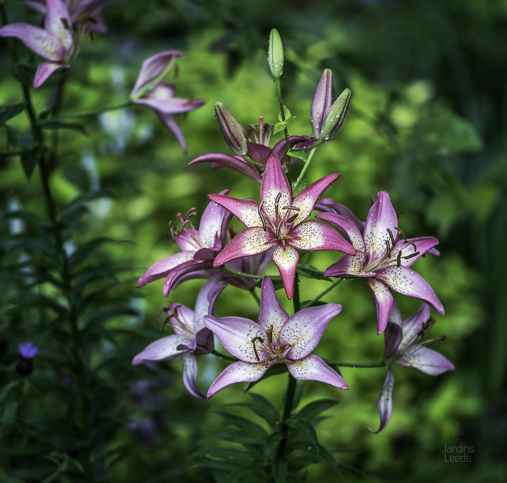 Lys Asiatique Lilium ×asiatique Trogon