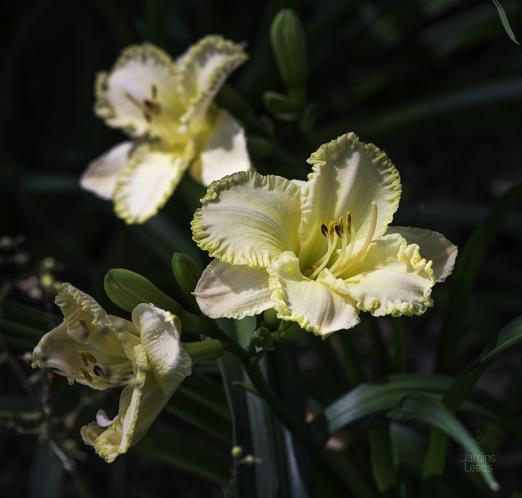H&eacute;m&eacute;rocalle, Hemerocallis ×hybrida 'Winter Vision'