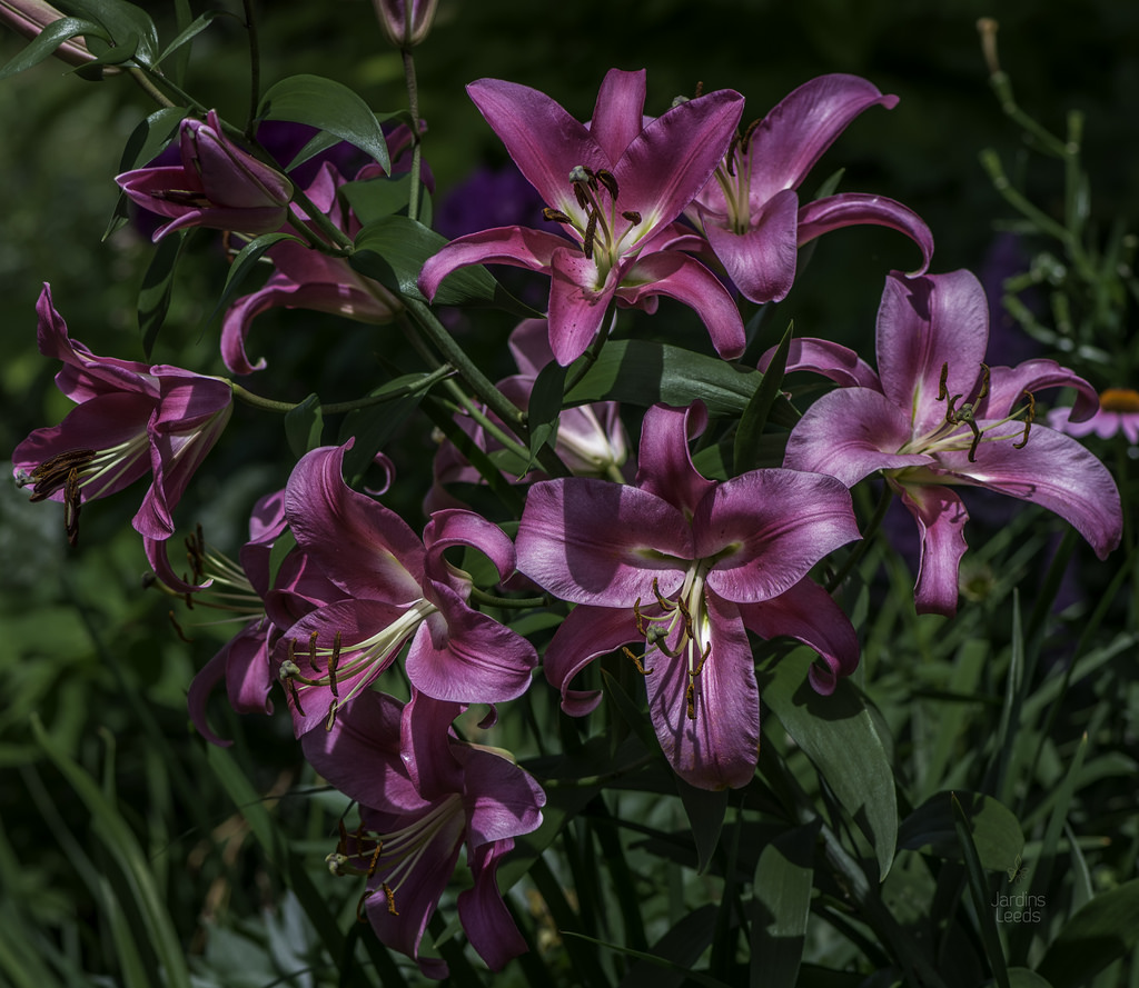 Lys Oriental x Trumpet Lilium ×orienpet Robina