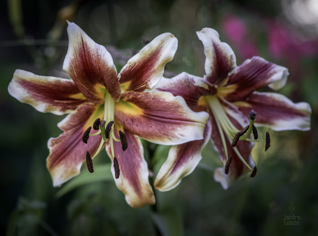 Lys, Oriental x Trumpet, Lilium ×orienpet 'American Original'