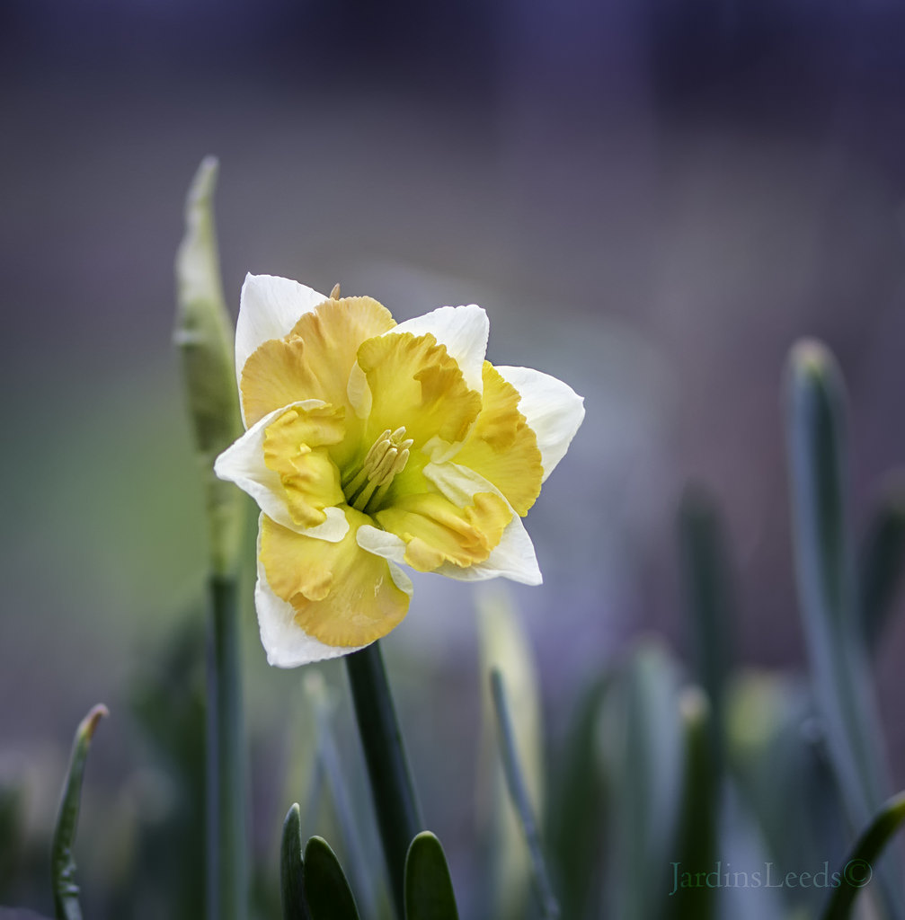 Narcisse, Narcissus 'Palmares'