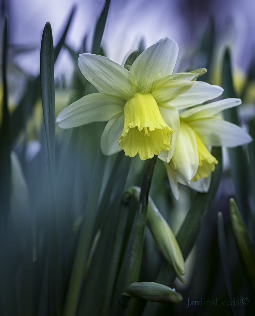 Narcisse, Narcissus 'Mount Hood'