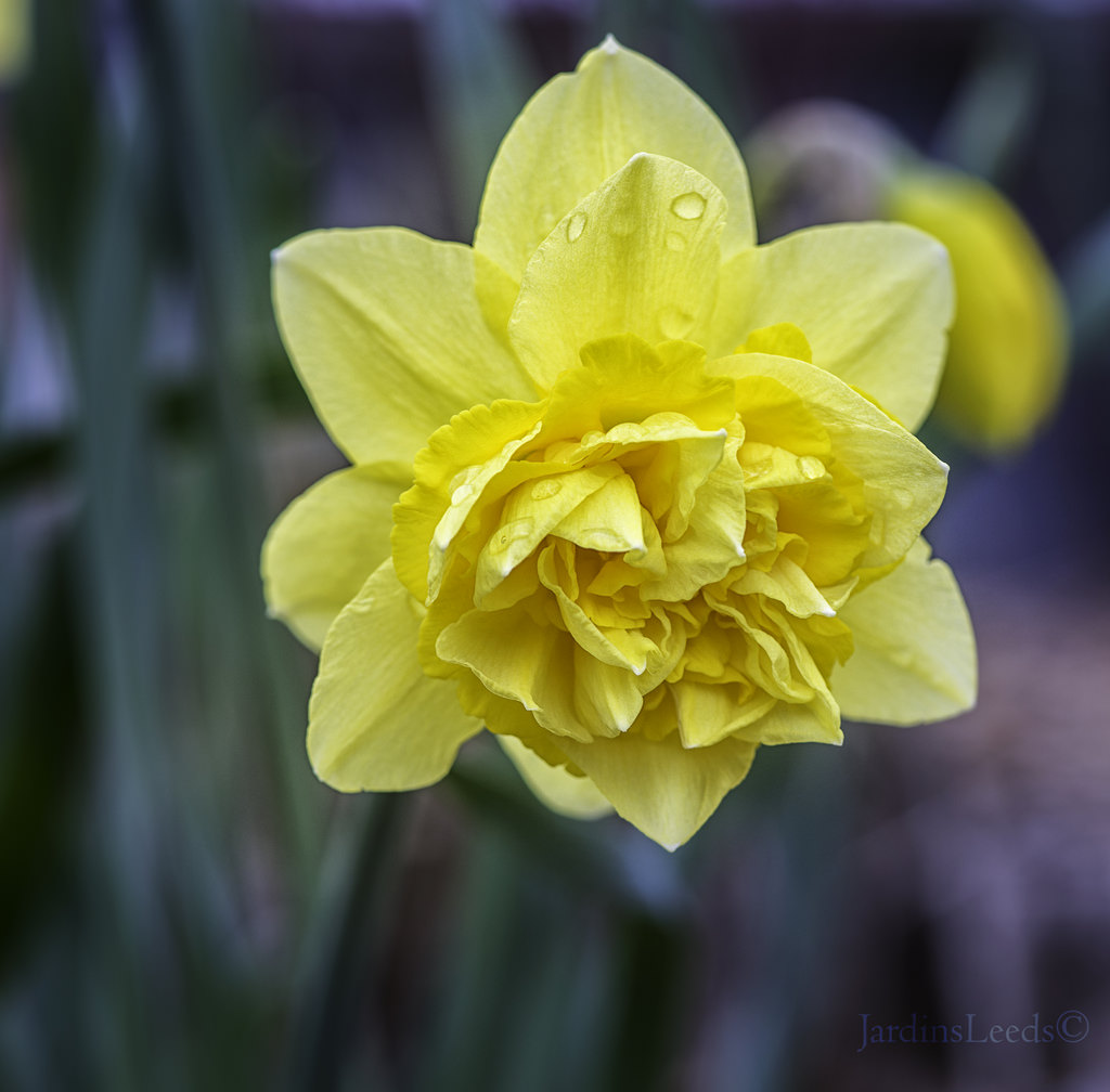 Narcisse, Narcissus 'Dick Wilden'