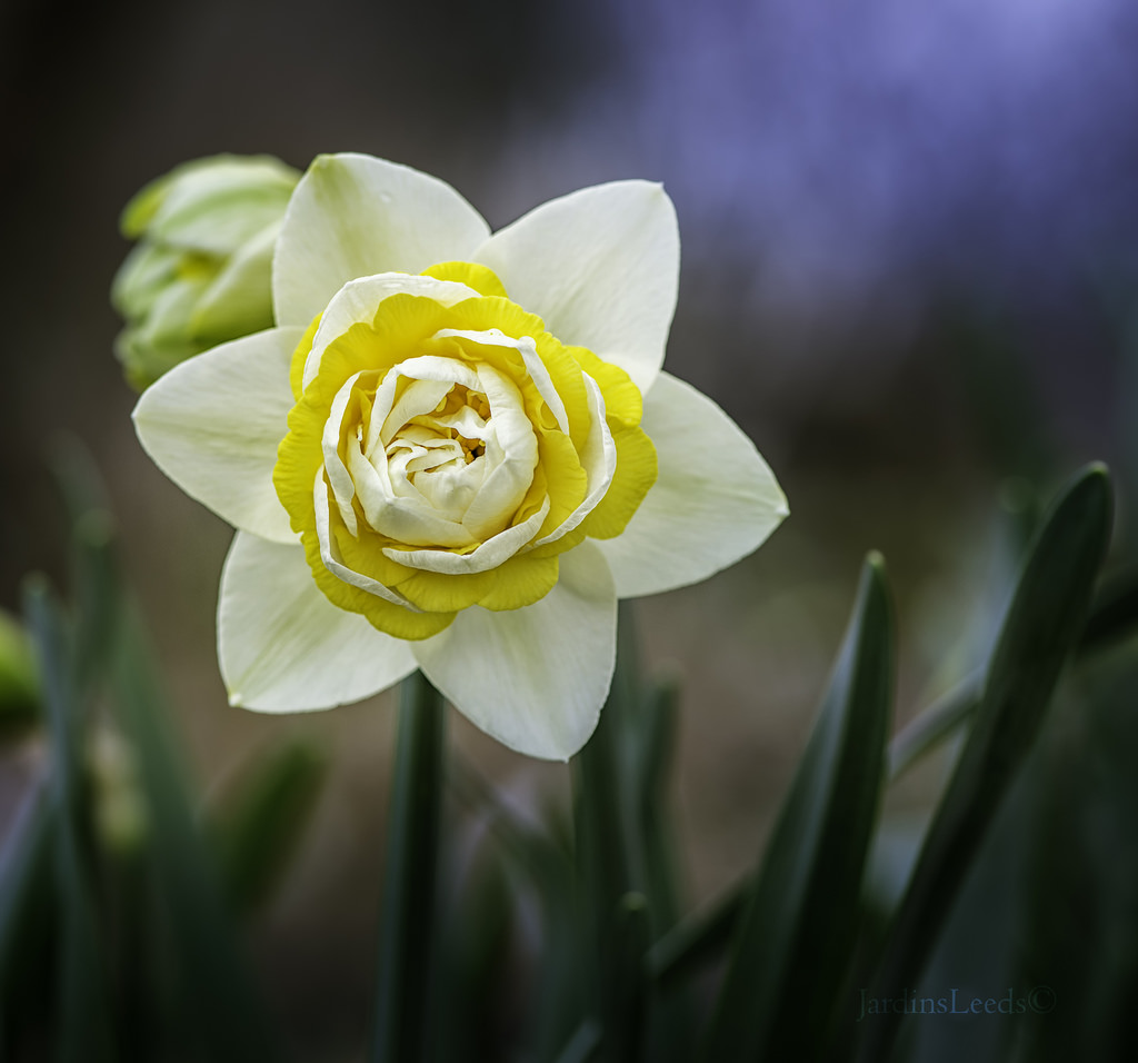 Narcisse, Narcissus 'Camino'