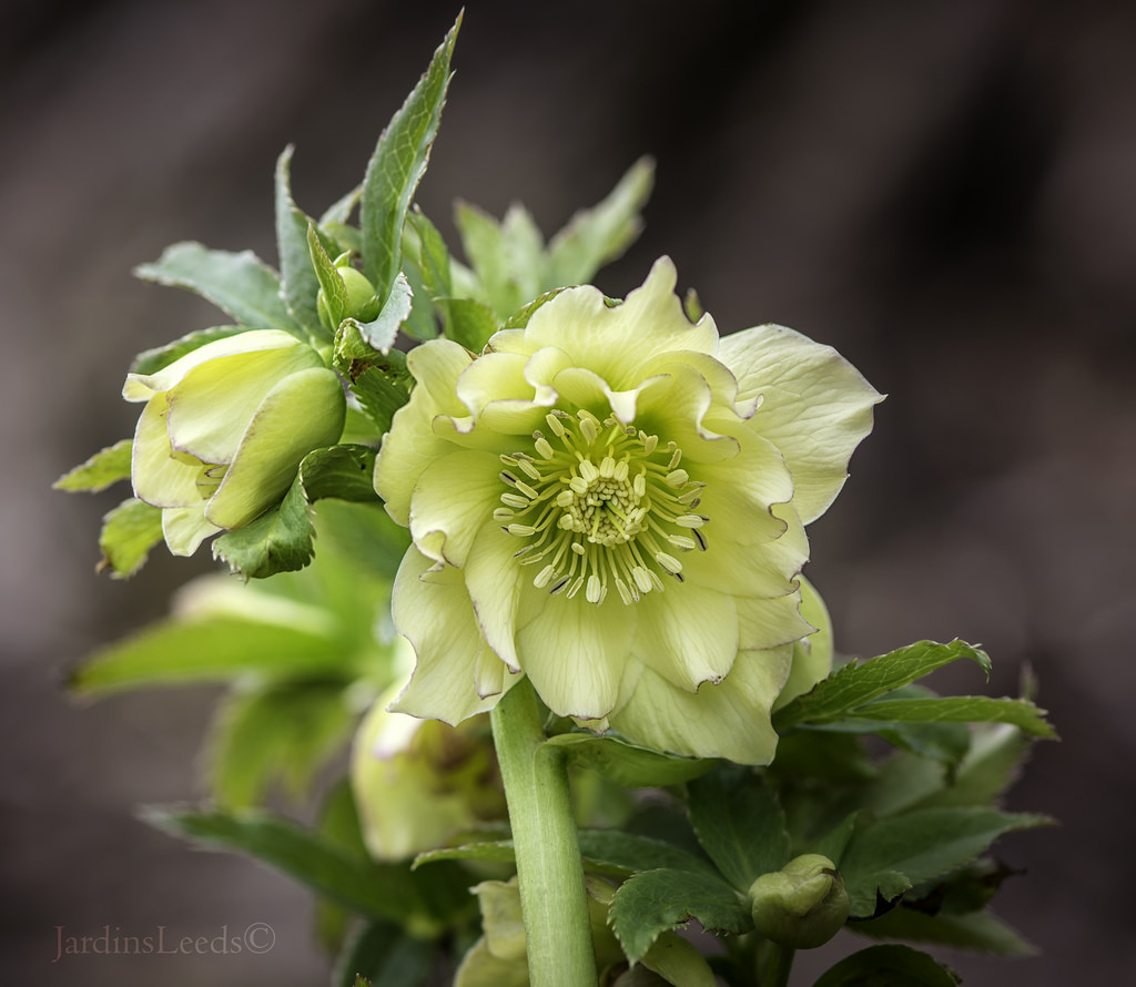 Hell&eacute;bore, Helleborus hybridus 'Winter Jewel Peppermint Ice'