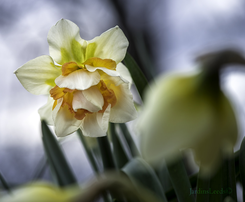 Narcisse Narcissus Extravaganza