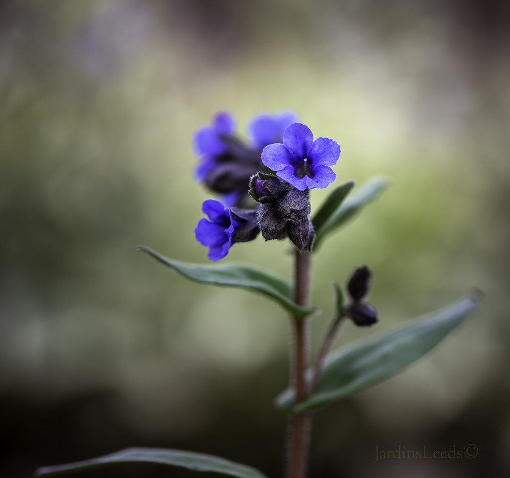 Pulmonaire, Pulmonaria angustifolia 'Blue Ensign'