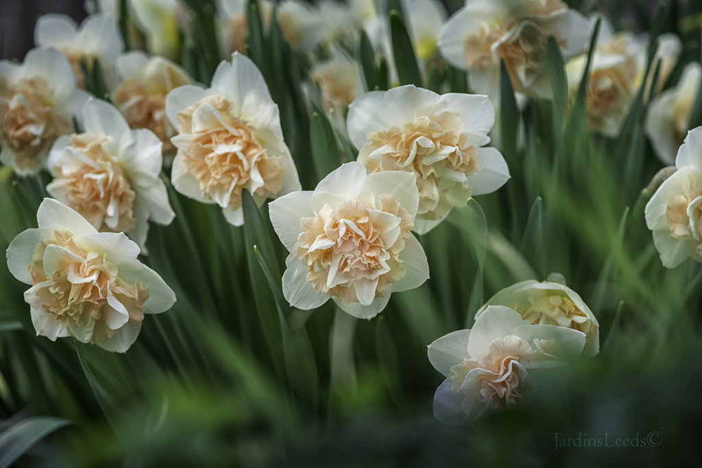 Narcisse, Narcissus 'Flower Surprise'