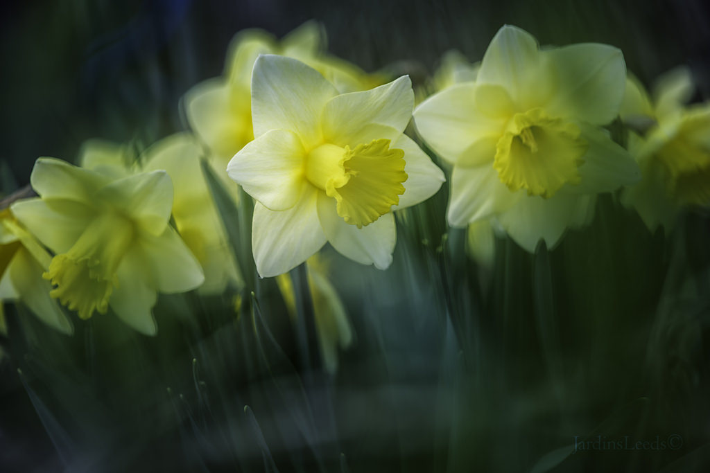 Narcisse, Narcissus 'Alpine Glow'