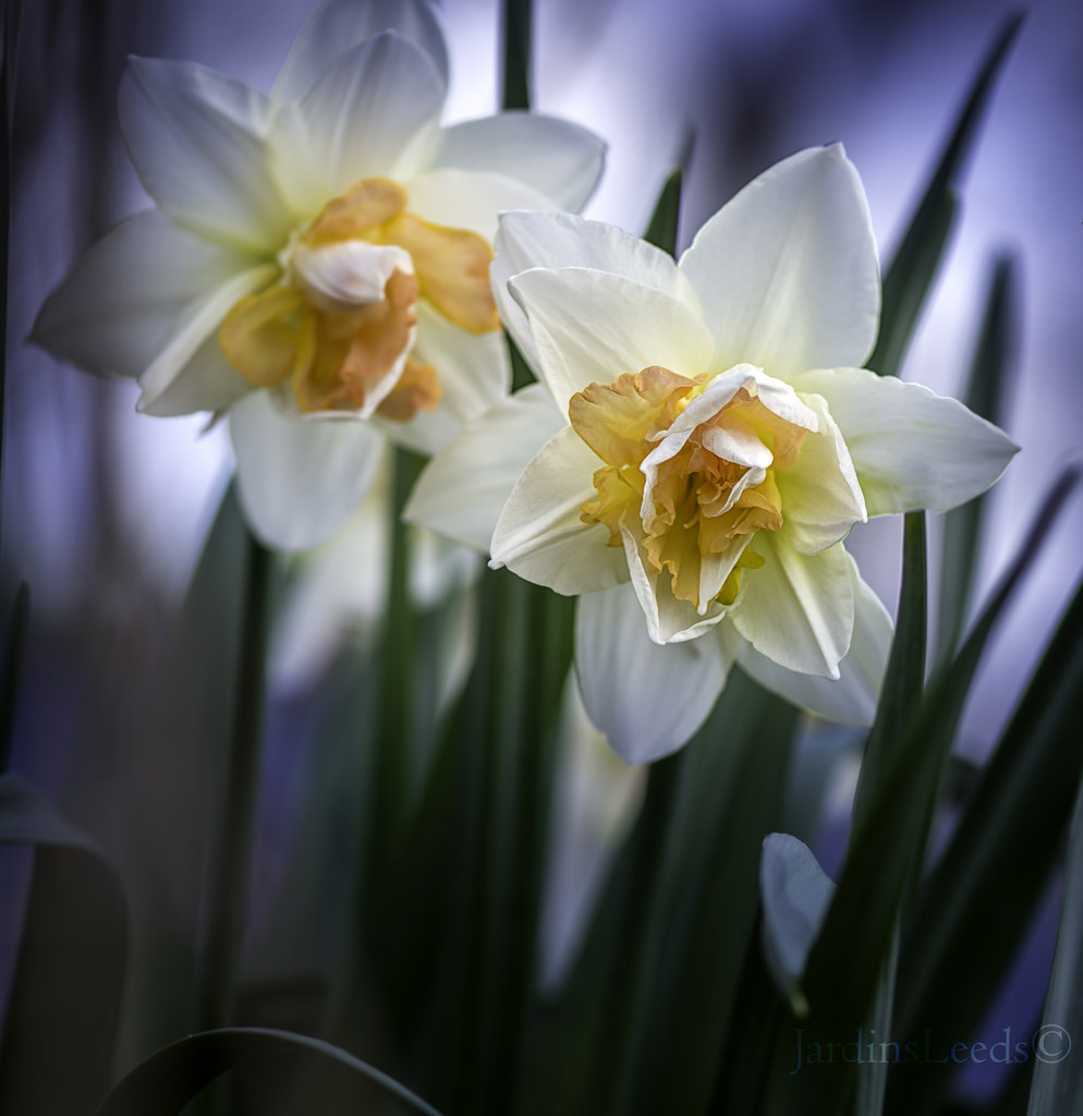 Narcisse, Narcissus 'My Story'