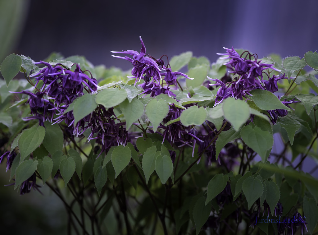 Epimède, fleur des elfes, Épimédium Fleur des elfes à grandes fleurs Epimedium grandiflorum Prince Purple