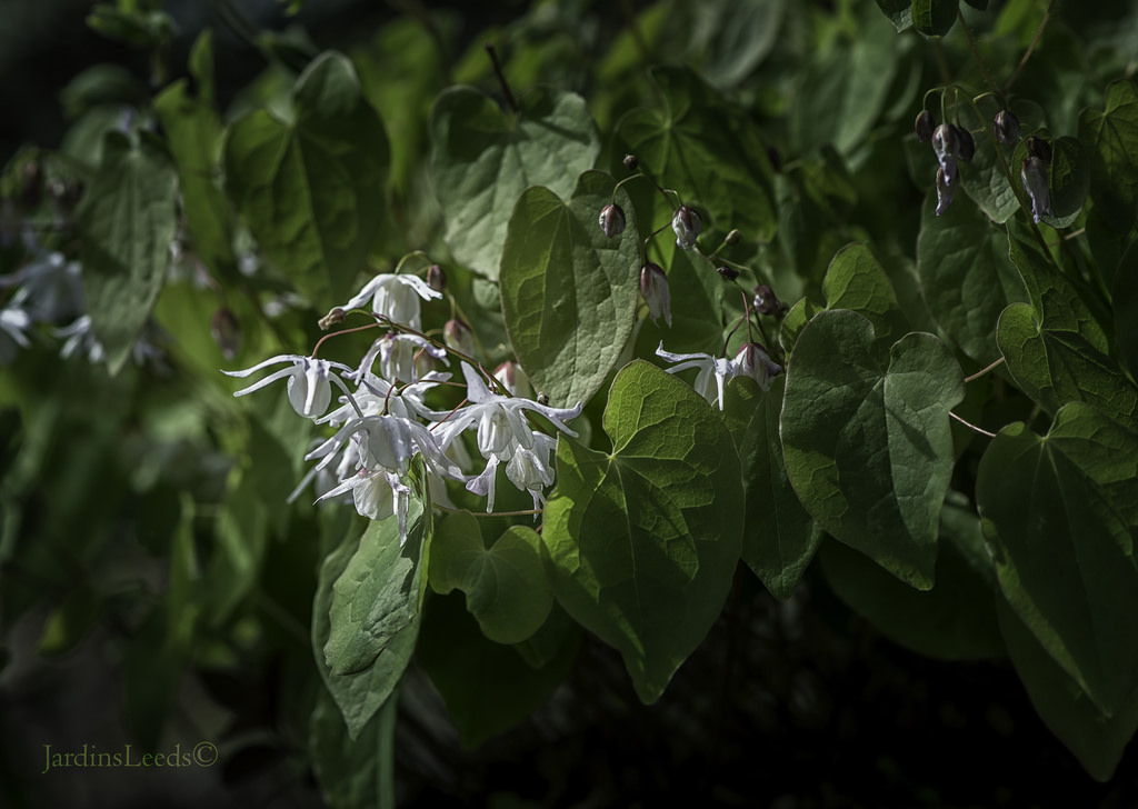 Epimède, fleur des elfes, Épimédium Epimedium ×youngianum Yenomoto