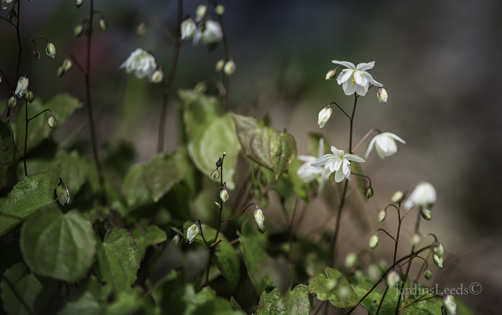 Epim&egrave;de, fleur des elfes, &#201;pim&eacute;dium, Epimedium ×youngianum 