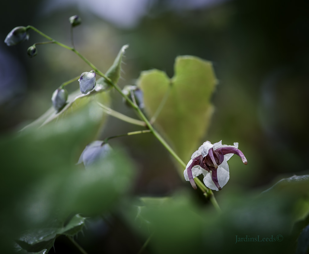 Epimède, fleur des elfes, Épimédium Epimedium epsteinii 