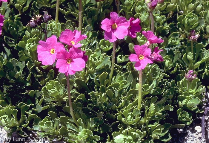 Primev&egrave;re, primulas, Primula suffrutescens 