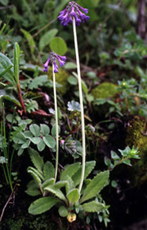 Primev&egrave;re, primulas, Primula affinis 'violacea'