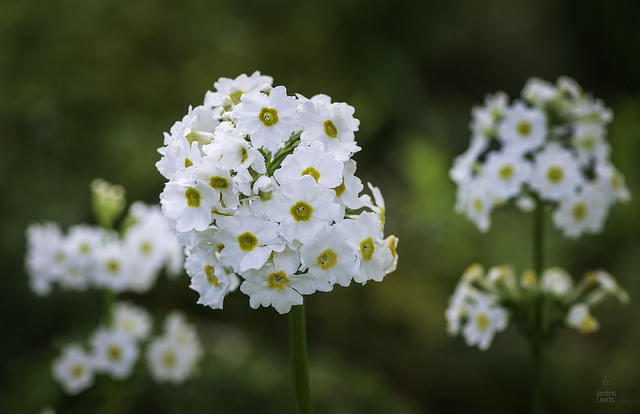Primev&egrave;re, primulas, Primev&egrave;re du Japon, Primula japonica 'Postford White'