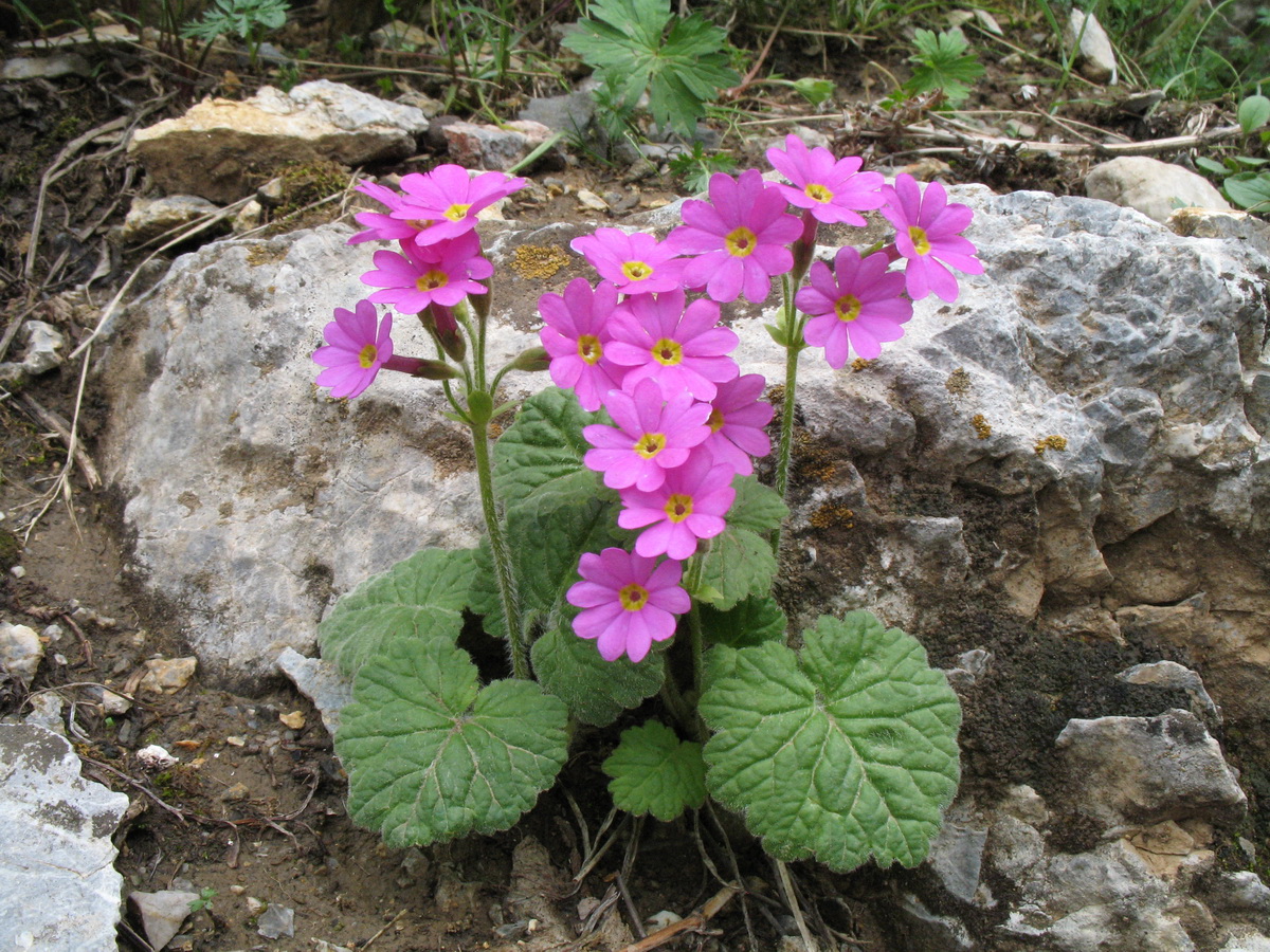 Primev&egrave;re, primulas, Primula minkwitziae 