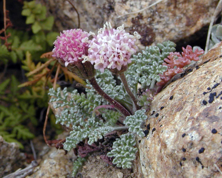 Chaenactis douglasii alpina