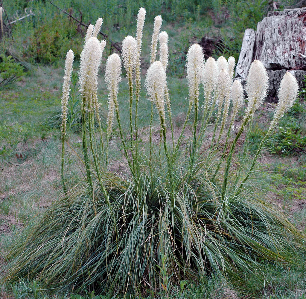 Herbe d&rsquo;ours, x&eacute;rophylle tenace, Xerophyllum tenax 