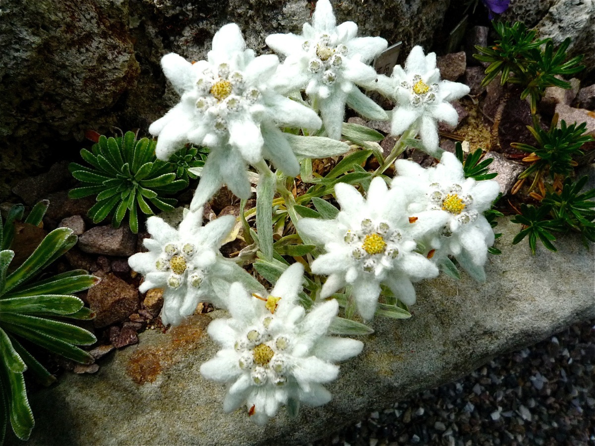 Edelweiss, Leontopodium alpinum Leontopodium nivale nivale