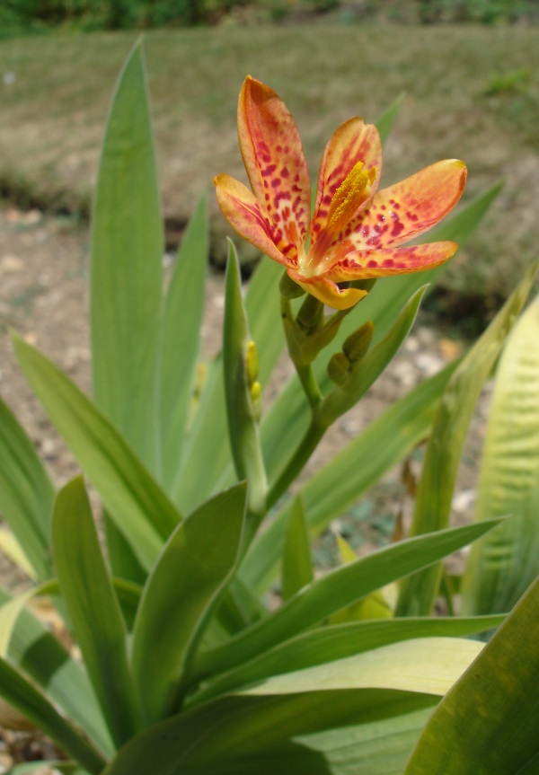 Fleur Léopard Belamcanda chinensis 
