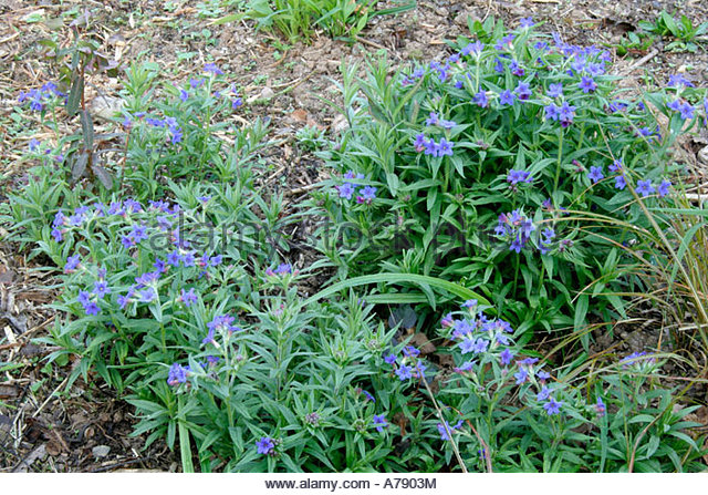 Grémil Lithospermum purpureo-caeruleum 